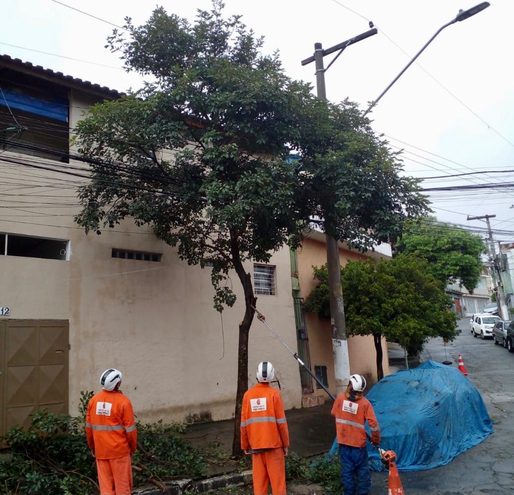 Imagem de funcionários realizando o serviço de poda de árvores